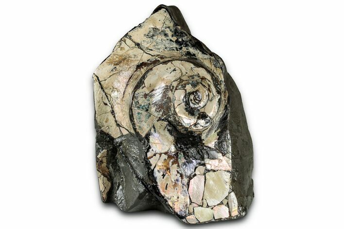 Fossil Ammonite (Placenticeras) Spiral Section - Elk Creek #326510